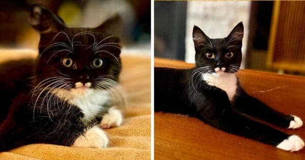 A kitten to cat glow up of a tuxedo cat with an amazing white mustache that he grew into