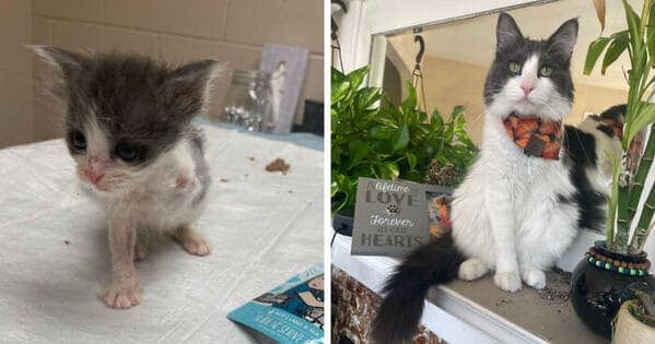 An amazing kitten to cat glow up of a sick rescue kitten who became a healthy, dapper cat in a bowtie