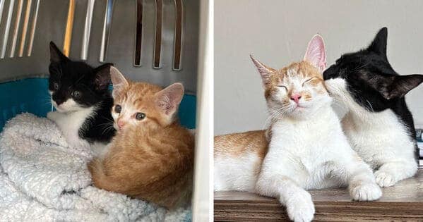 A kitten to cat glow up of two bonded pair cats, an orange tabby and a tuxedo, still cuddling as adults.
