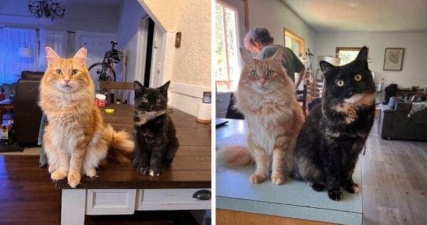 A kitten to cat glow up showing a tiny tortie kitten growing up to be as big as her fluffy orange cat brother.