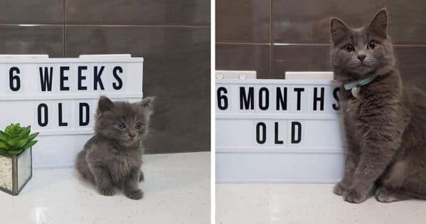 A perfect kitten to cat glow up comparison, showing a grey kitten at 6 weeks old and again at 6 months old.