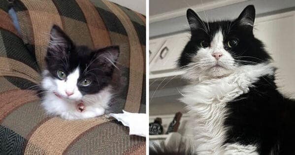 A majestic kitten to cat glow up of a tuxedo cat who went from a small kitten to an incredibly fluffy adult.