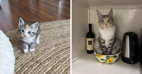A funny kitten to cat glow up of a tiny caliby kitten who grew up to be a weirdo sitting in a bowl.
