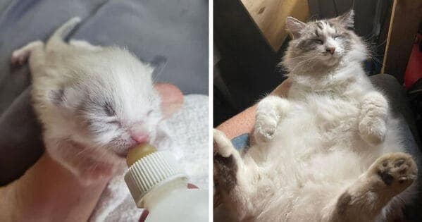 A heartwarming kitten to cat glow up showing a tiny bottle-fed kitten becoming a big, chunky, happy cat.