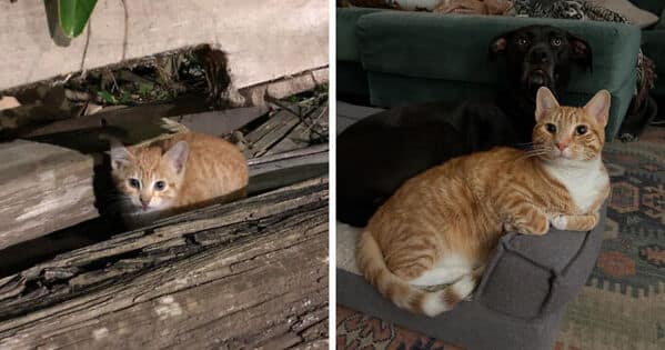 A kitten to cat glow up of a scared street kitten who became a confident house cat, cuddling with a dog.