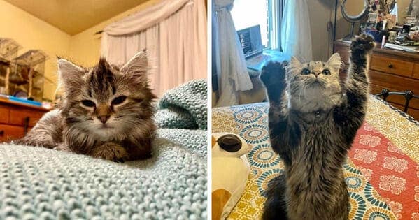 A cute kitten to cat glow up of a sleepy kitten who grew into a happy adult cat with his paws up.