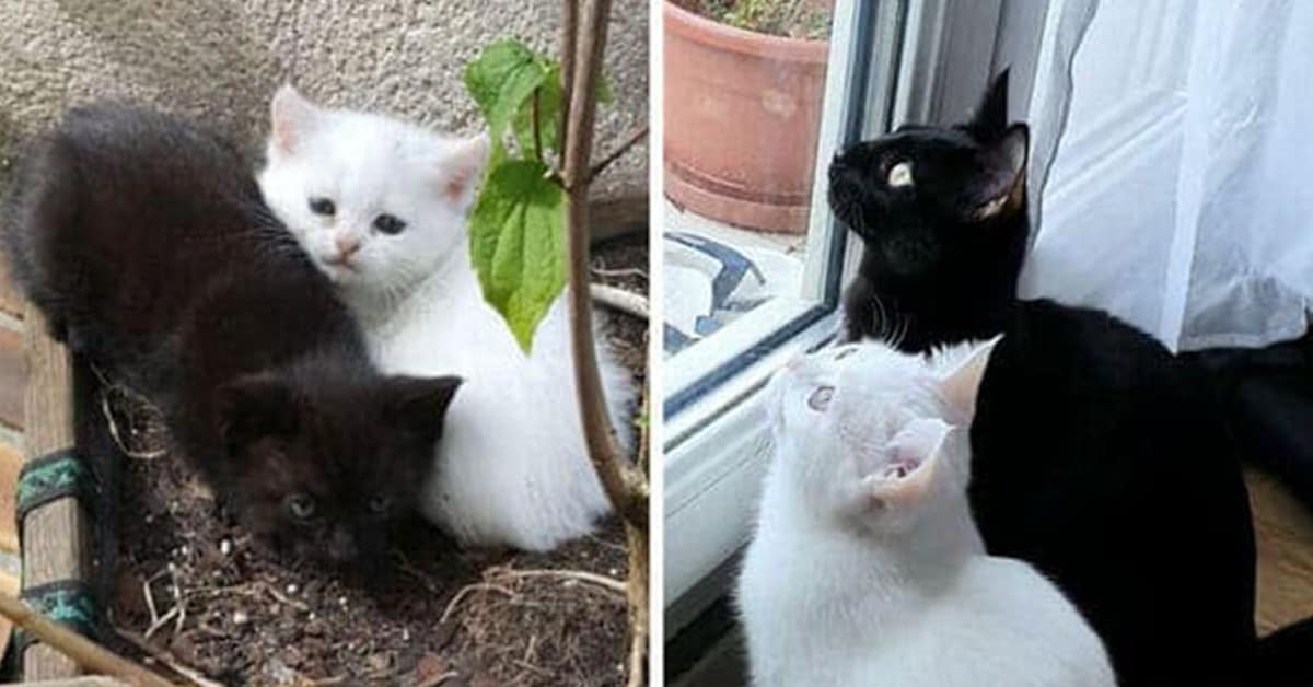 A heartwarming gallery of the best kitten to cat glow up photos, showing amazing cat transformations