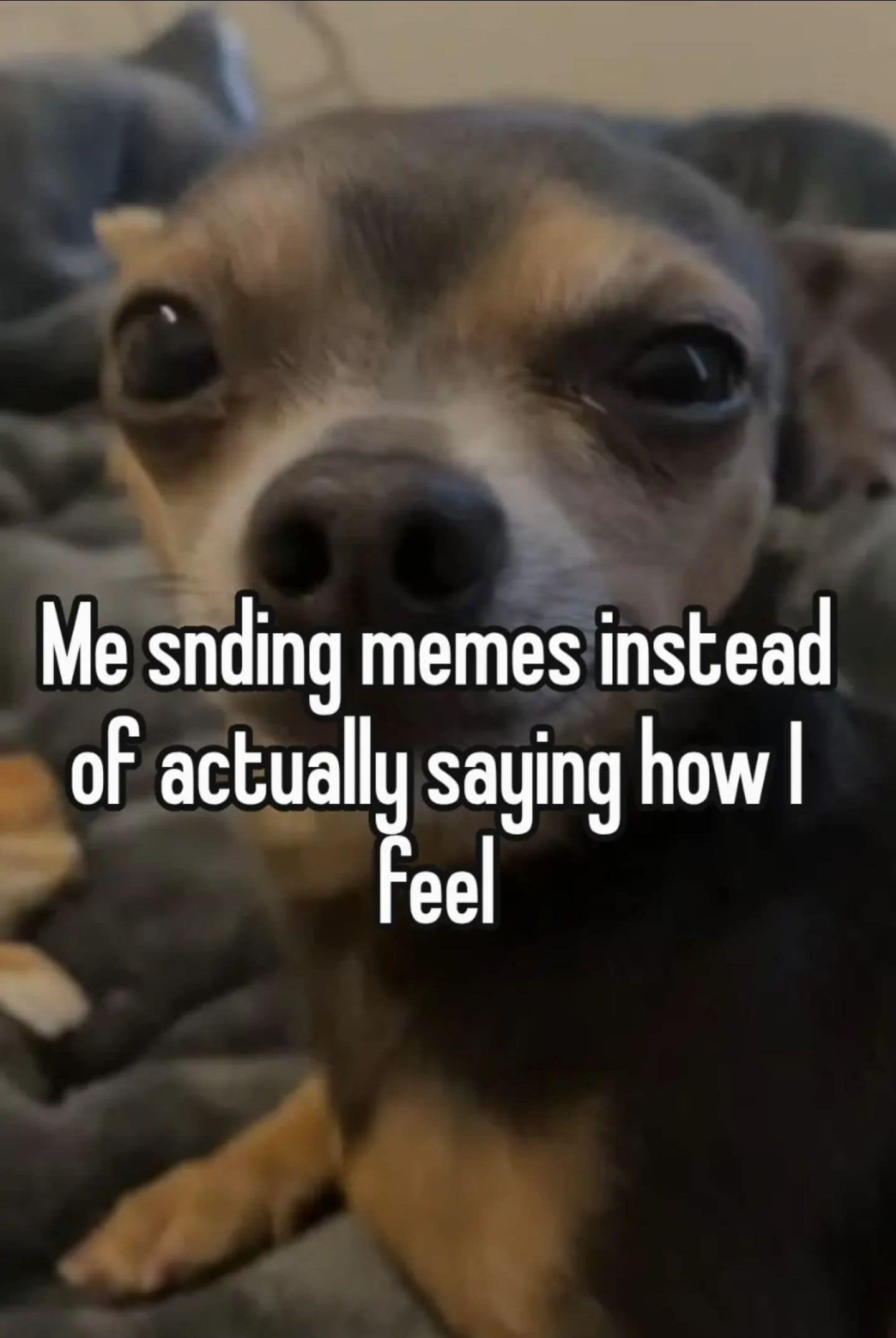 Hilarious meme featuring a chihuahua using humor as a primary coping mechanism