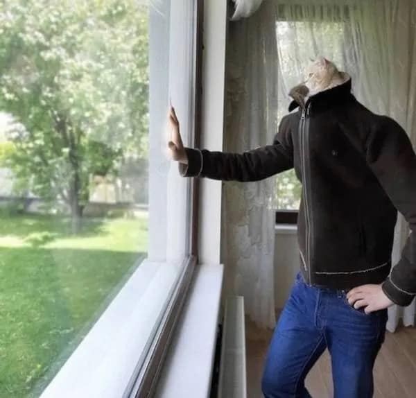 A funny meme of a cat in a jacket and jeans, standing up and looking out the window like a pensive man.