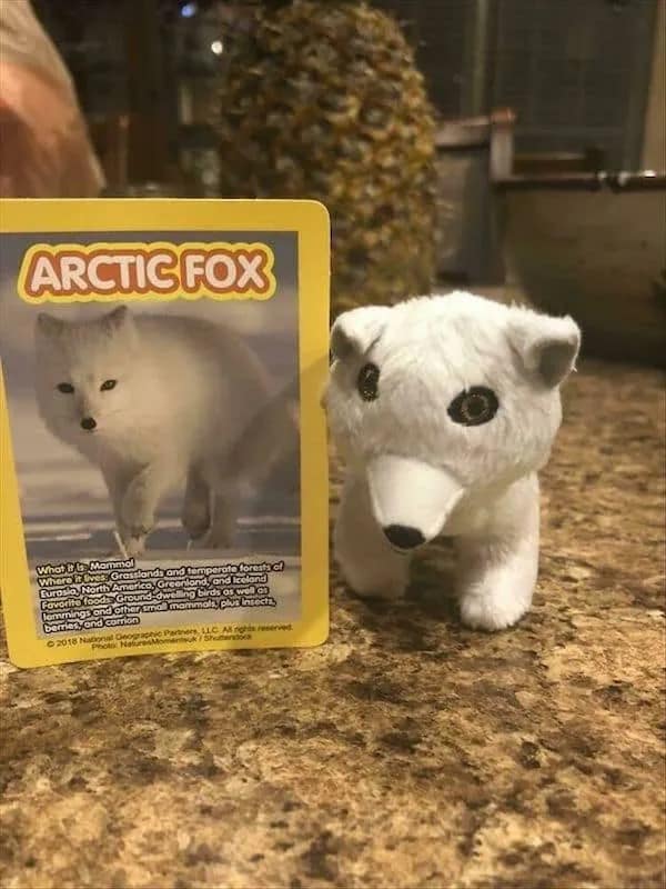 A funny meme showing "expectation vs. reality" with a real arctic fox card next to a hilariously bad stuffed animal version.