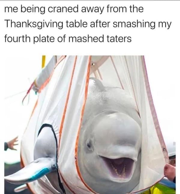 Beluga whale being craned out of the water after Thanksgiving dinner in a funny meme.