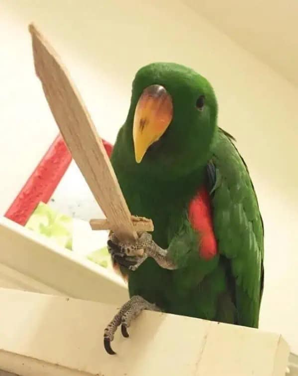 Funny meme of a green parrot holding a small wooden sword