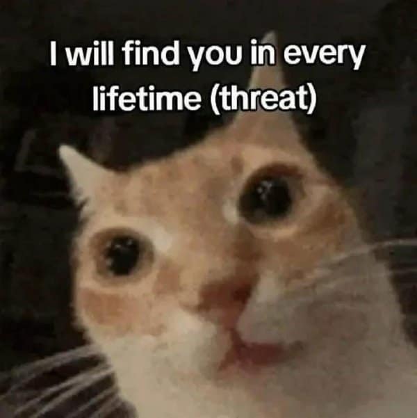 Threatening cat staring into the camera saying I will find you in a funny meme.