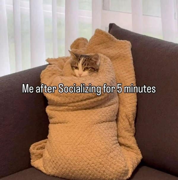 Cat wrapped tightly in a towel looking traumatized after socializing in a funny meme.