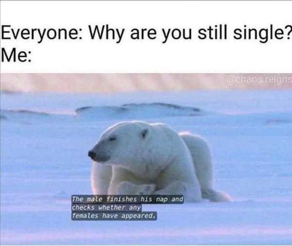 Polar bear lying on the ice waiting for a mate in a memes about being single.