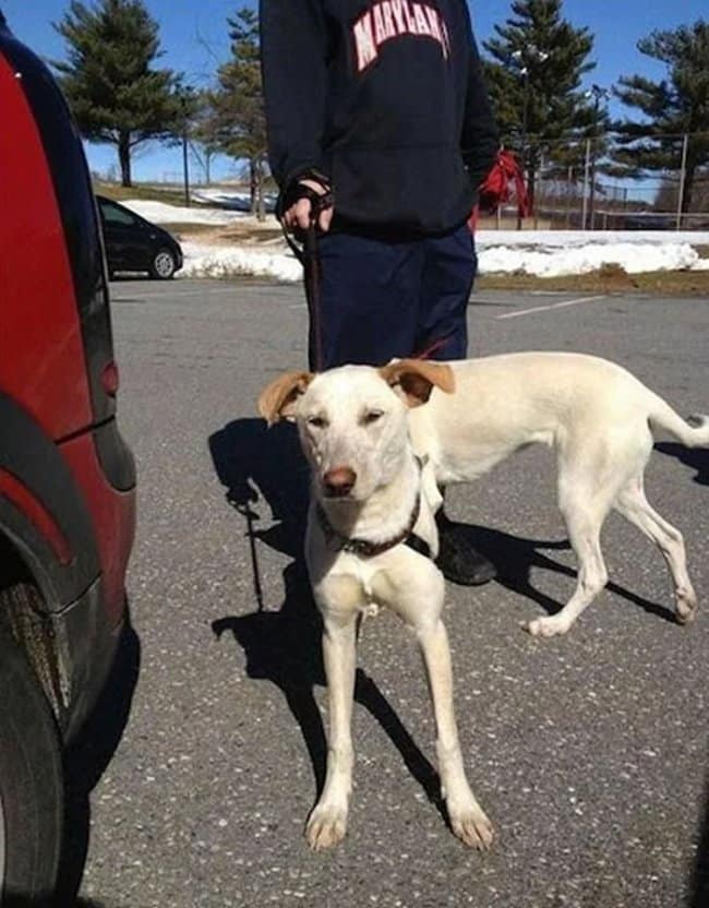 Funny optical illusion of a white dog whose leash handle makes it look like it has extremely skinny legs.