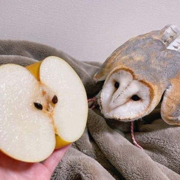 Sliced Asian pear next to a barn owl face showing identical markings and shape.