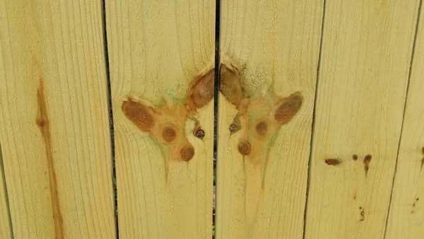 Two deer faces appearing in the wood grain of a wooden fence panel.