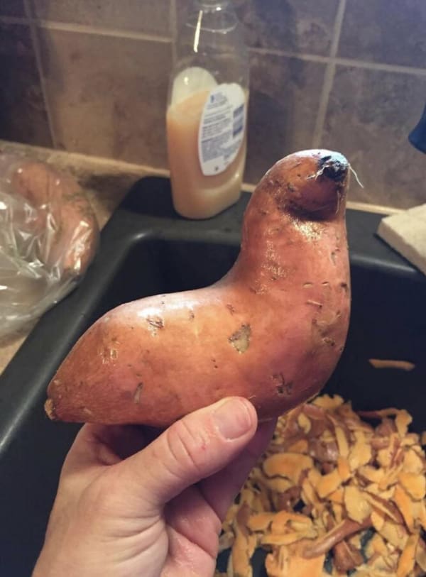 Sweet potato shaped exactly like a seal or sea lion resting on a rock.