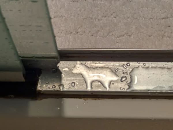 Water droplets on a shower door track forming the shape of a tiny dog.