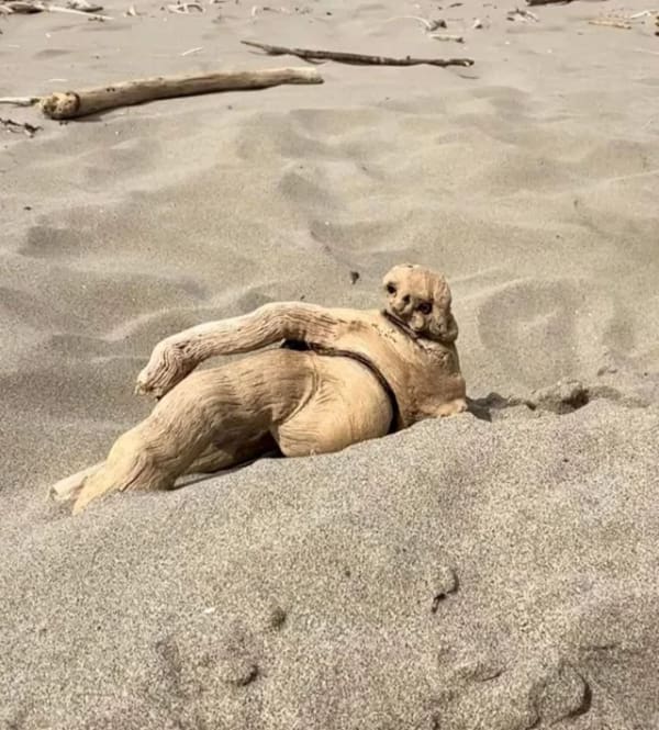 Piece of driftwood on a sandy beach shaped like a lounging human figure.