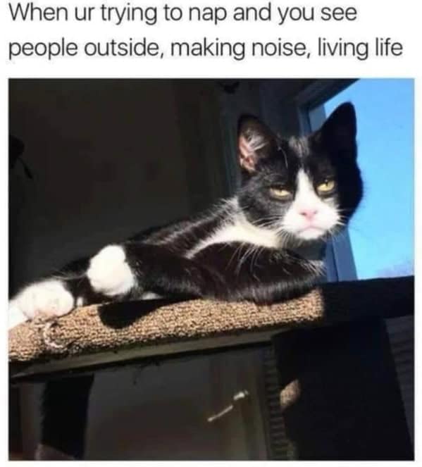 A funny napping meme of an annoyed cat trying to sleep while people are outside "living life."