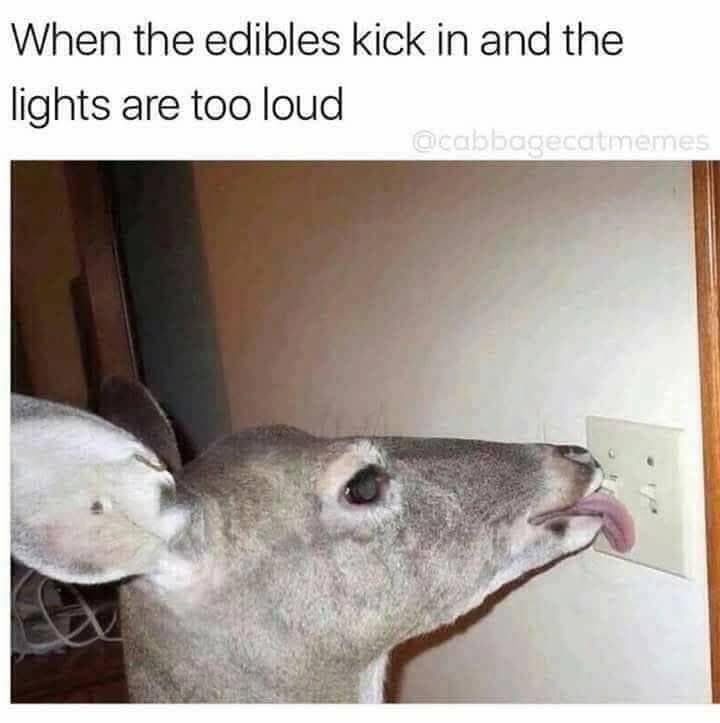 A stoner meme of a deer licking a power outlet, captioned "When the edibles kick in and the lights are too loud."