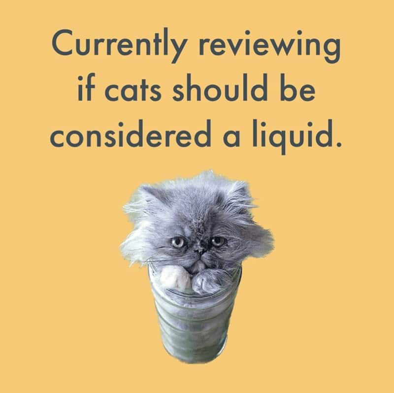 Funny graphic questioning if cats count as liquids for airport security rules.