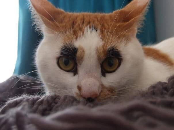 A unique cat with two large, black fur patches that look exactly like thick cartoon eyebrows.