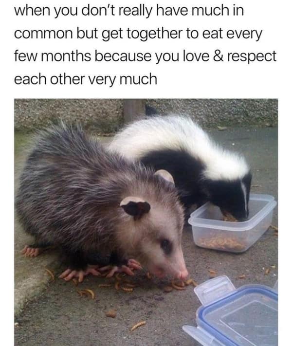 Two opossums eating trash together in a wholesome meme about low-maintenance friendship.