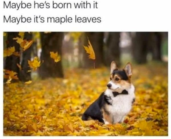 Corgi wearing a bowtie in autumn leaves in a wholesome meme parodying Maybelline.