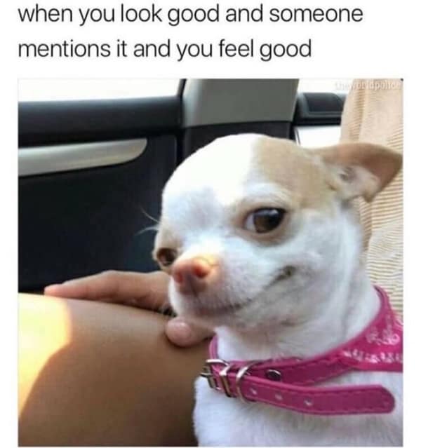 Smug smiling Chihuahua in a car used as a wholesome meme about receiving compliments.