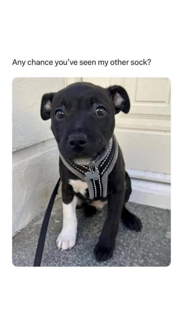 A wholesome meme of a cute black puppy with one white paw, asking where his "other sock" is.