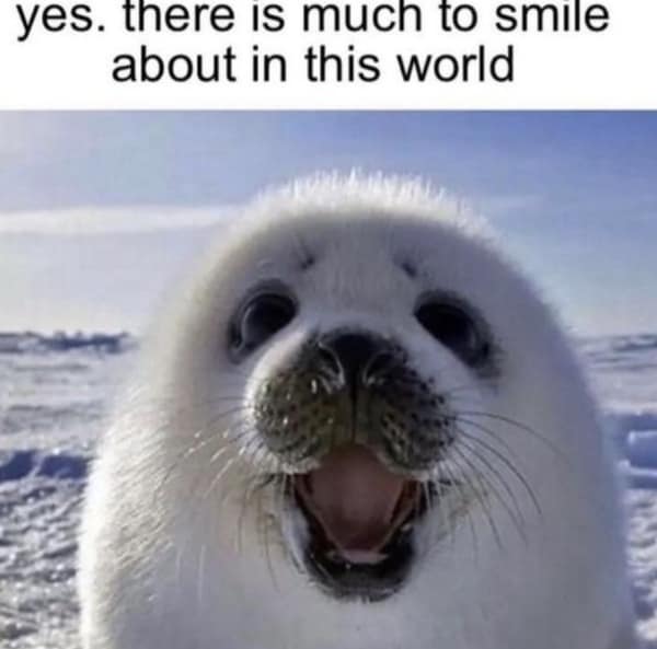 Happy baby harp seal smiling at the camera in a wholesome meme about finding joy.