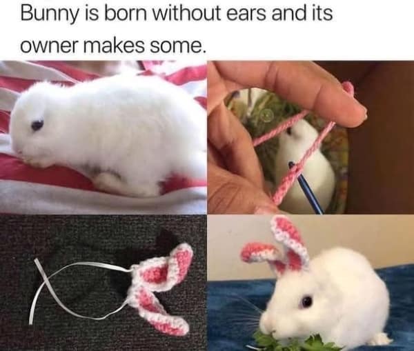 A heartwarming meme showing a bunny born without ears, whose owner knitted it a new pink pair