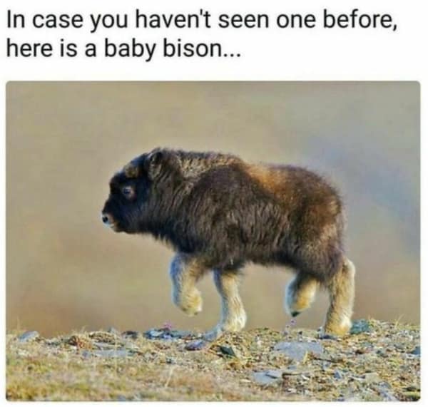 Fluffy baby bison walking in the wild in a nature-focused wholesome meme.