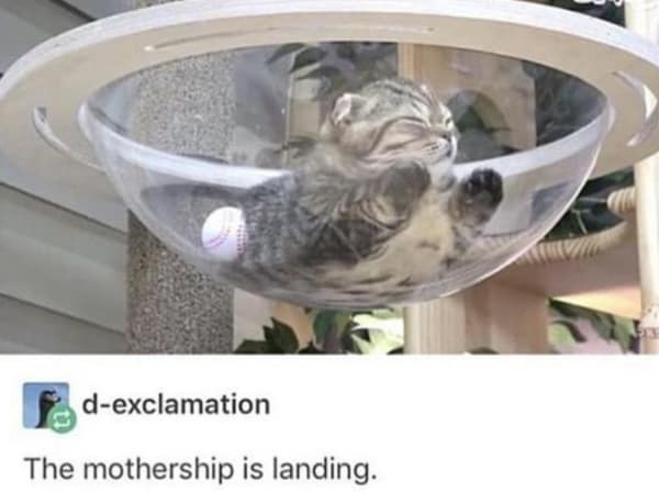 A wholesome meme of a cat squished in a bubble-shaped bed, with the caption "The mothership is landing."