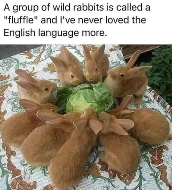 A "fluffle" of rabbits eating a cabbage head in a wholesome meme about collective nouns.