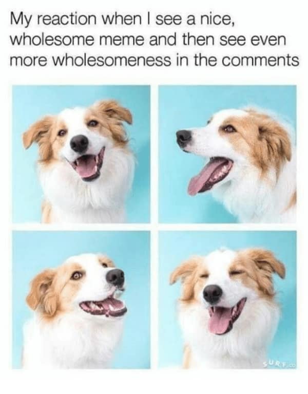 A wholesome meme about wholesome memes, showing a happy, smiling dog's reaction to the comments.