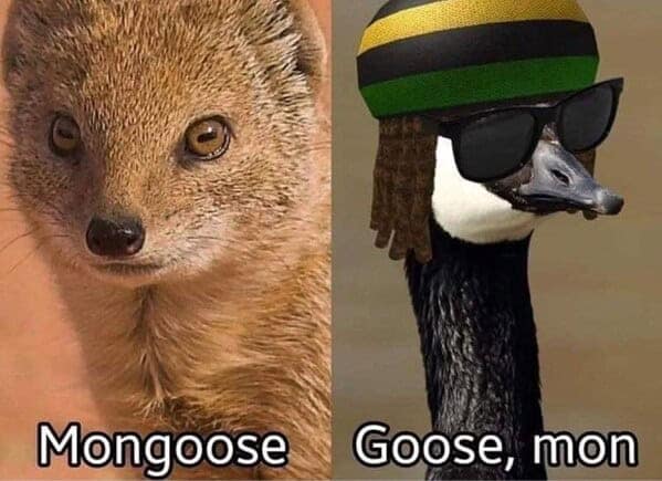 A funny wildlife meme of two bald eagles looking like they're gossiping about someone.