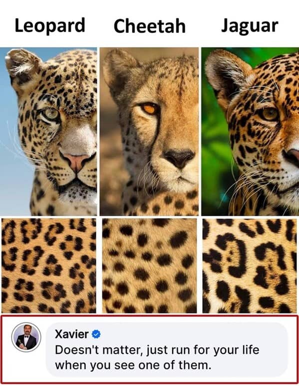 A wildlife meme of a bear sitting at a picnic table like a human, waiting for food.