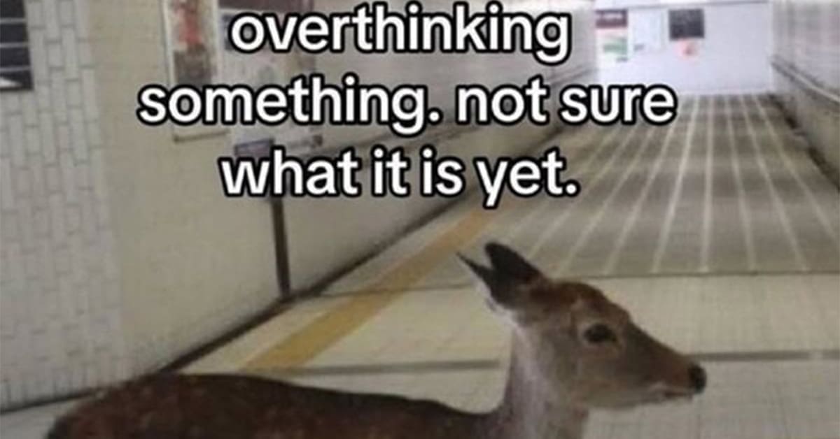 A gallery of the funniest wildlife memes featuring bears, eagles, and squirrels acting like humans.