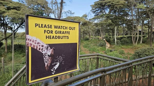 A funny warning sign at a zoo or park that reads, "Please watch out for giraffe headbutts."