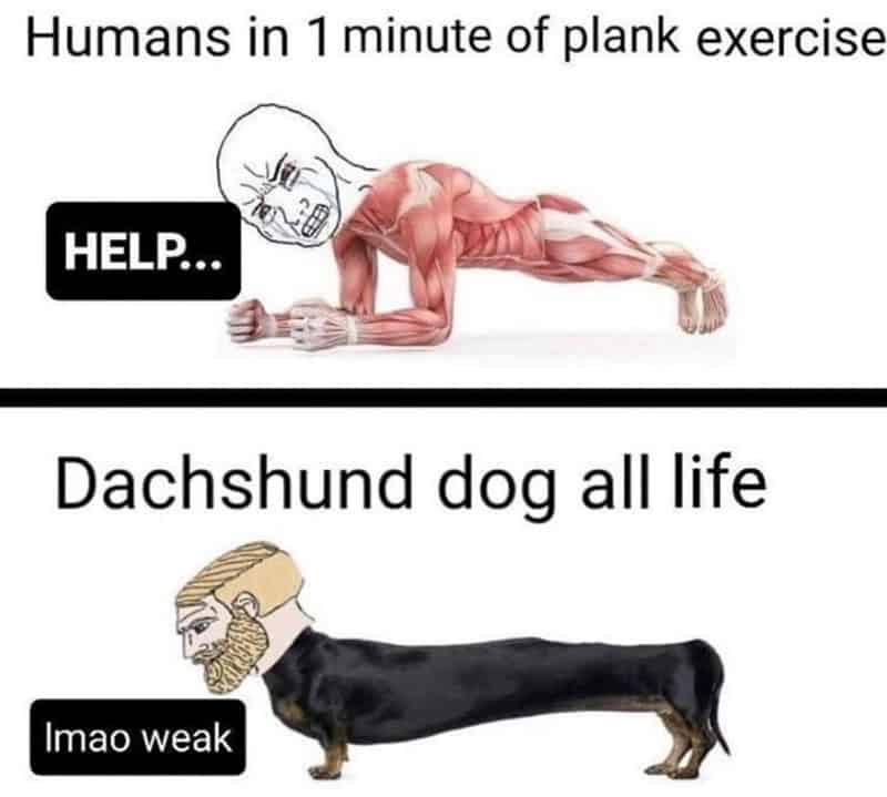 Diagram comparing human muscle struggle during planks to a dachshund's natural body shape.