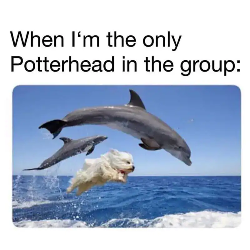 A Harry Potter meme comparing a Potterhead in a group to a dog jumping with dolphins.