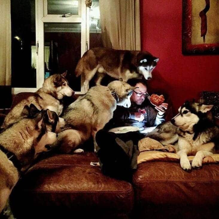 An accidental renaissance painting photo of a man eating a pastry while being swarmed by huskies on a couch