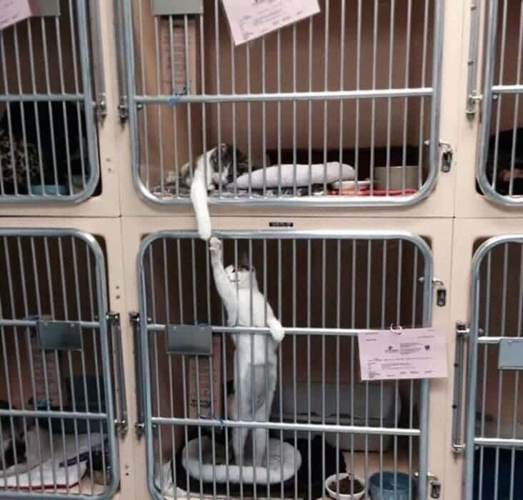 An accidental renaissance painting image of two cats in separate cages reaching out to touch paws like The Creation of Adam