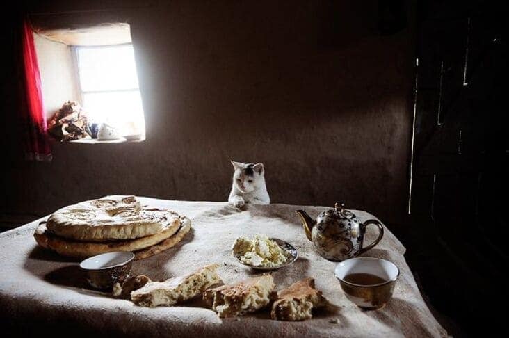 An accidental renaissance painting image of a cat sitting at a rustic table with bread and tea illuminated by window light