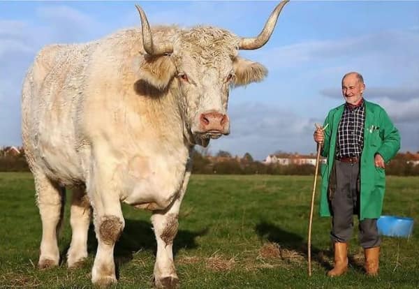A big animal photo of a massive white bull standing next to an elderly farmer.