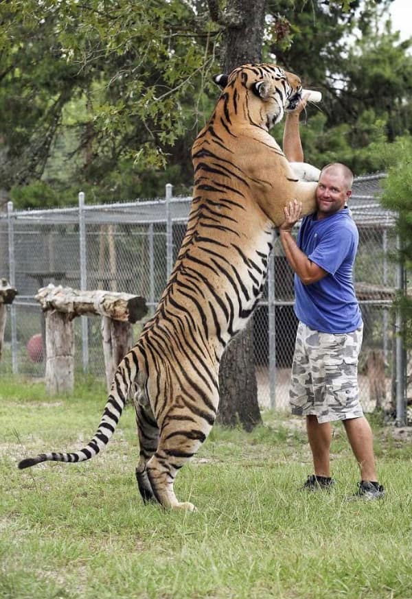 This big animal image shows a tiger standing on hind legs to hug a man.
